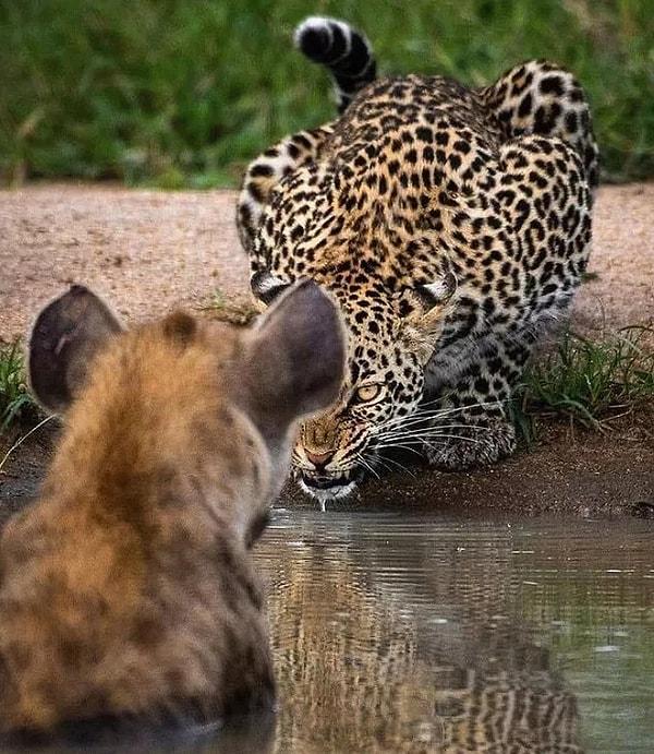 6. Avına dikkatlice bakan ve saldırı anına kendini hazırlayan ürkütücü bir leopar: