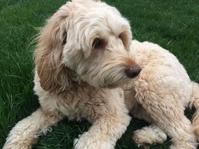 4. Goldendoodle - $1,500 up to $5,000