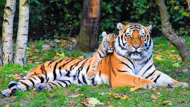 5. Nos animaux de compagnie sont des chats, dont 95 % sont en fait des tigres.