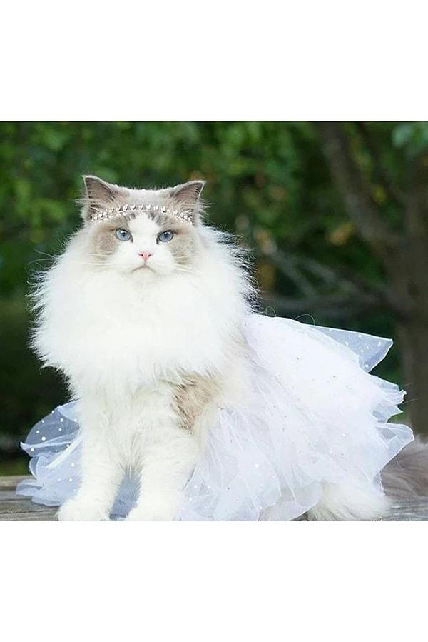 6. Kediniz evlendiğinde "Prensesler gibiydim ben baba evinde!" diyebilecek 😝