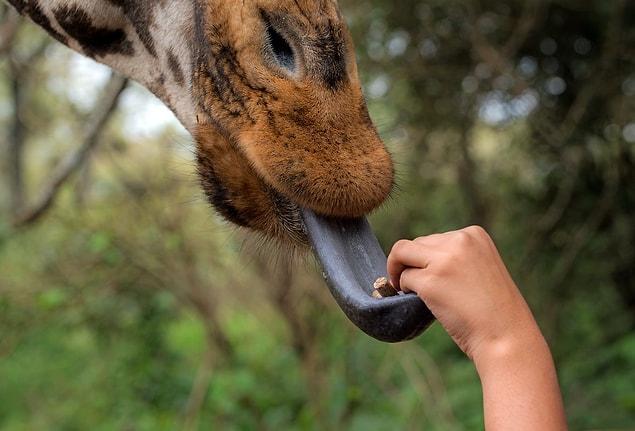 15. Les scientifiques pensent que les girafes ont la langue noire pour éviter les coups de soleil.