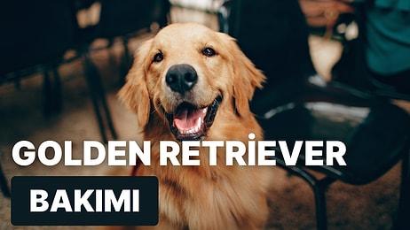 Dost Canlısı Bir Arkadaş Sahipleneceklerin Köpeği "Golden Retriever" Hakkında Bilmeniz Gereken Her Şey