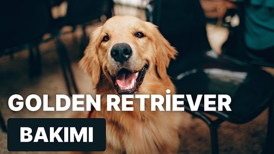 Dost Canlısı Bir Arkadaş Sahipleneceklerin Köpeği "Golden Retriever" Hakkında Bilmeniz Gereken Her Şey