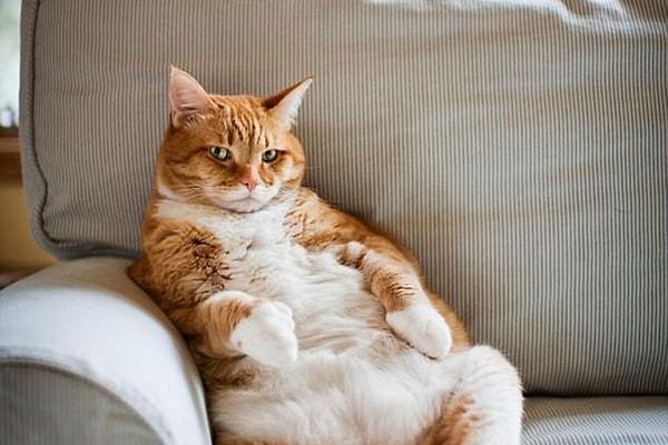 Obez kediler nasıl zayıflar?