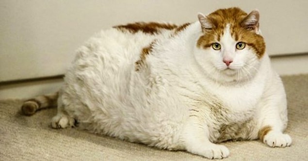 Pendant le traitement de votre chat contre l'obésité, vous devez passer des examens vétérinaires réguliers et vérifier le poids de votre chat à intervalles réguliers.