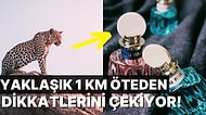 Bilim İnsanları Keşfetti: Çita ve Jaguarlar Neden Calvin Klein Parfümünü Seviyor?