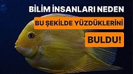 Balıklar Neden Aşağı Bakarak Yüzüyor?