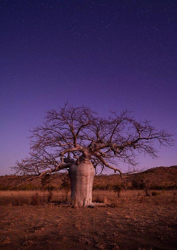 4. Batı Avustralya'daki Boab Ağacı:
