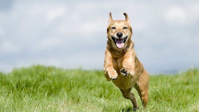 8. Les chiens peuvent être distraits.