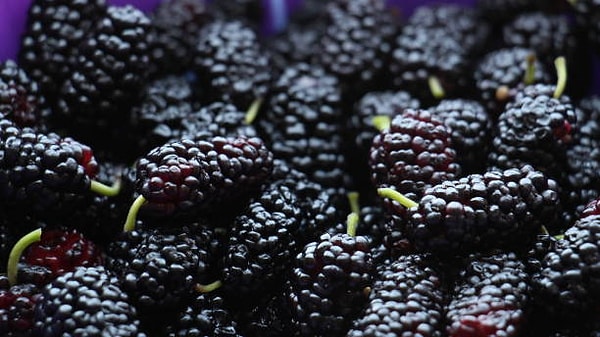 Karadut, bağışıklık sistemini güçlendiren C vitamini açısından zengindir.