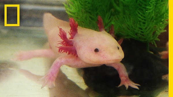 Axolotl as Wooper