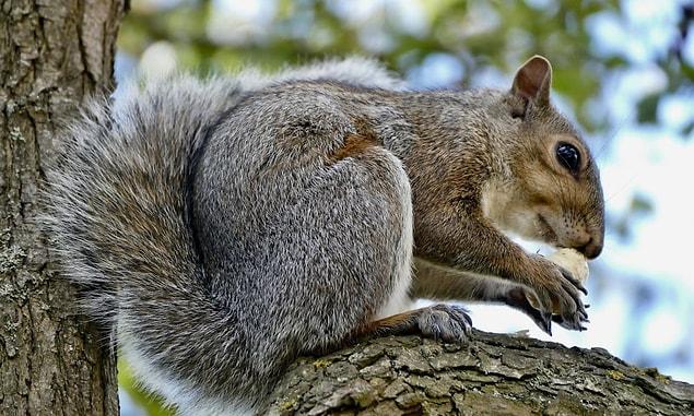 Skwovet as the Mundane Grey Squirrel