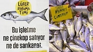 Henüz Lüfer Olamamış Sarıkanat ve Çinekop Nedir? Bu Balıkların Avlanması Yasak mı? Boyu Kaç Cm Olmalıdır?