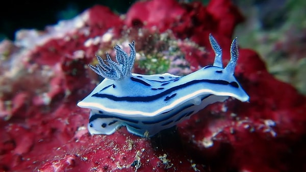 Chromodoris lochi as Shellos