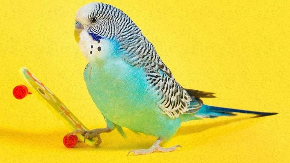 Muhabbet Kuşun Sana Ne Anlatmaya Çalışıyor?