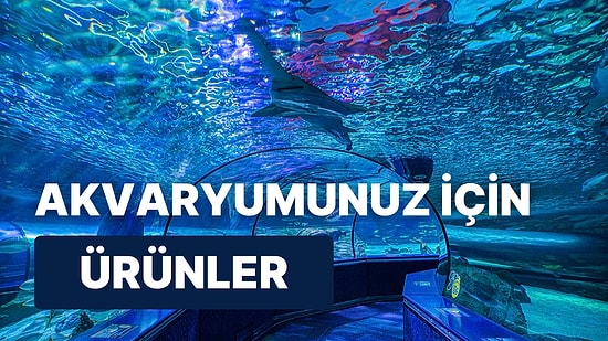 Balıklarınızın Yüzerken Büyük Bir Okyanusta Gibi Hissetmesini Sağlayacak 10 Akvaryum Ürünü