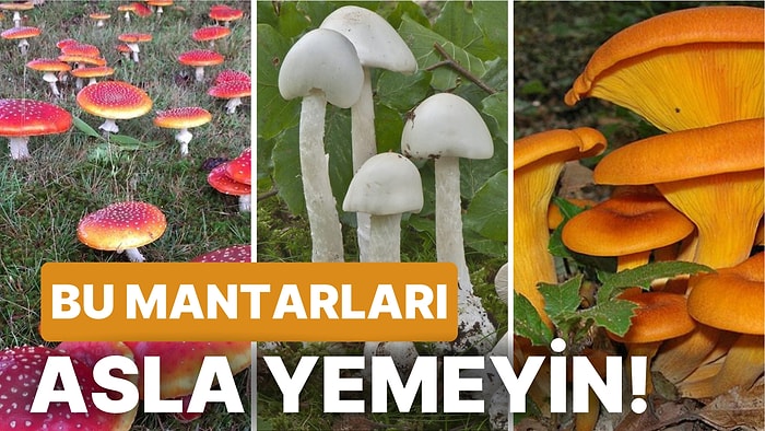 Bu Mantarları Asla Yememelisiniz: Türkiye'de Yetişen ve Zehirli Olan Mantar Çeşitleri