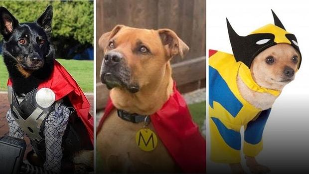 Süper Köpek Olay Yerine İntikal Ediyor! Giydikleri Kostümle Bir Süper Kahramana Benzeyen 13 Tatlı Köpek