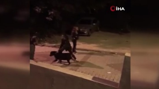 Sahipli Köpek Çocuğu Isırdı: Havaya Ateş Açarak Ayırdılar