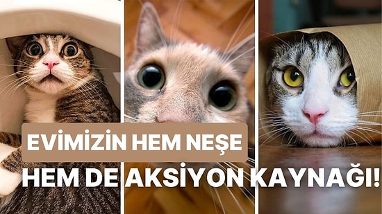 Her Gün Farklı Bir Atraksiyon: Troll Bir Kedi ile Birlikte Yaşayanların Anlayacağı 10 Durum