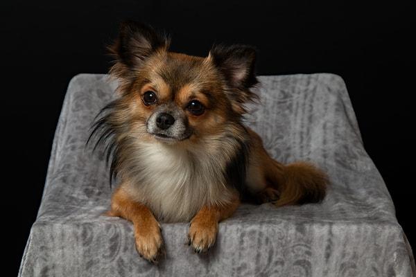 5. Chihuahua (Şivava)