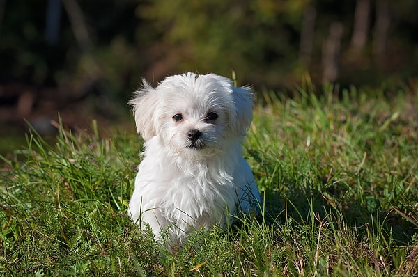 8. Maltese (Malta Köpeği)