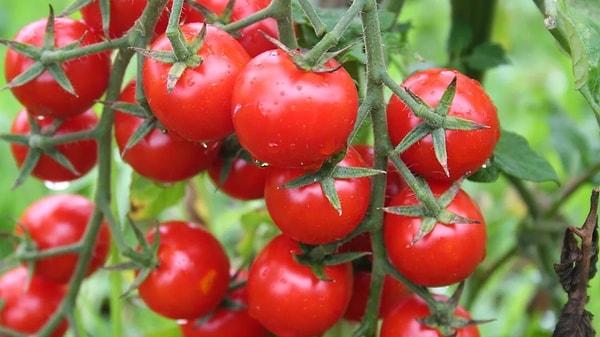 Antalya Ticaret Borsası'nın domates endeksi verilerine de bakalım ardından da tantuni endeksine döneceğiz.