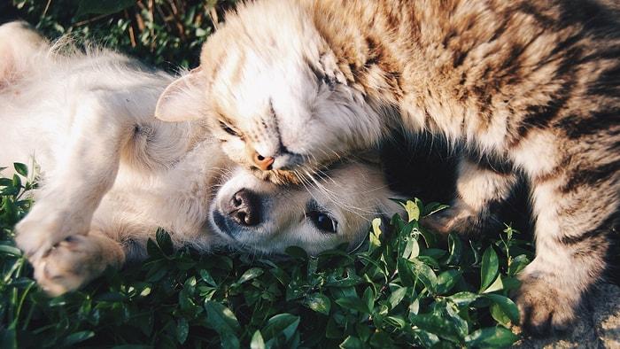 Kedi ve Köpeklere Fısıldayan İnsan Olmanız İçin Bilmeniz Gereken 11 İpucu