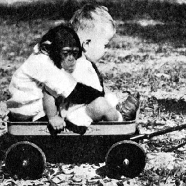 Ancak 9. ayda beklenilmeyen bir şey oldu: Gua insan dilini öğrenmiyordu ama Donald şempanze dilini taklit etmeye başlamıştı.
