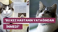 Birkaç Saat İçinde Ölecek Kişiyi Tahmin Edip Kucağına Yatan Kahin Kedi Oscar'ın Tüyler Ürpertici Hikayesi