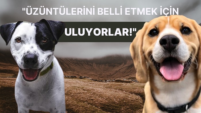 Köpekler Neden Ulur?