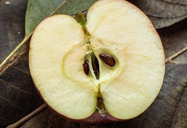 LloydsPharmacy isimli bir İngiliz eczane şirketinden Dr. Neel Patel konuyla alakalı "Elma çekirdekleri az miktarda siyanür içerir ancak bütün çekirdekler vücuttan sorunsuz bir şekilde geçer." dedi.