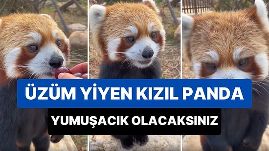 İnsan Dostunun Elinden Üzüm Yiyen Kızıl Pandanın O Anları Sizi Yumuşacık Yapacak