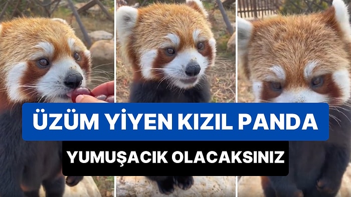İnsan Dostunun Elinden Üzüm Yiyen Kızıl Pandanın O Anları Sizi Yumuşacık Yapacak