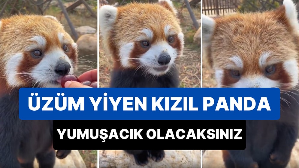 İnsan Dostunun Elinden Üzüm Yiyen Kızıl Pandanın O Anları Sizi Yumuşacık Yapacak