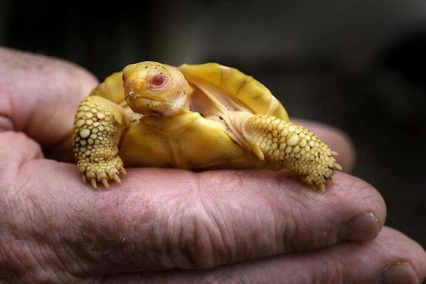 12. İsviçre Hayvanat Bahçesi'nde yakın zamanda dünyaya gelen bu minnoş Galapagos kara kaplumbağası, kendi türünün ilk albino örneği...