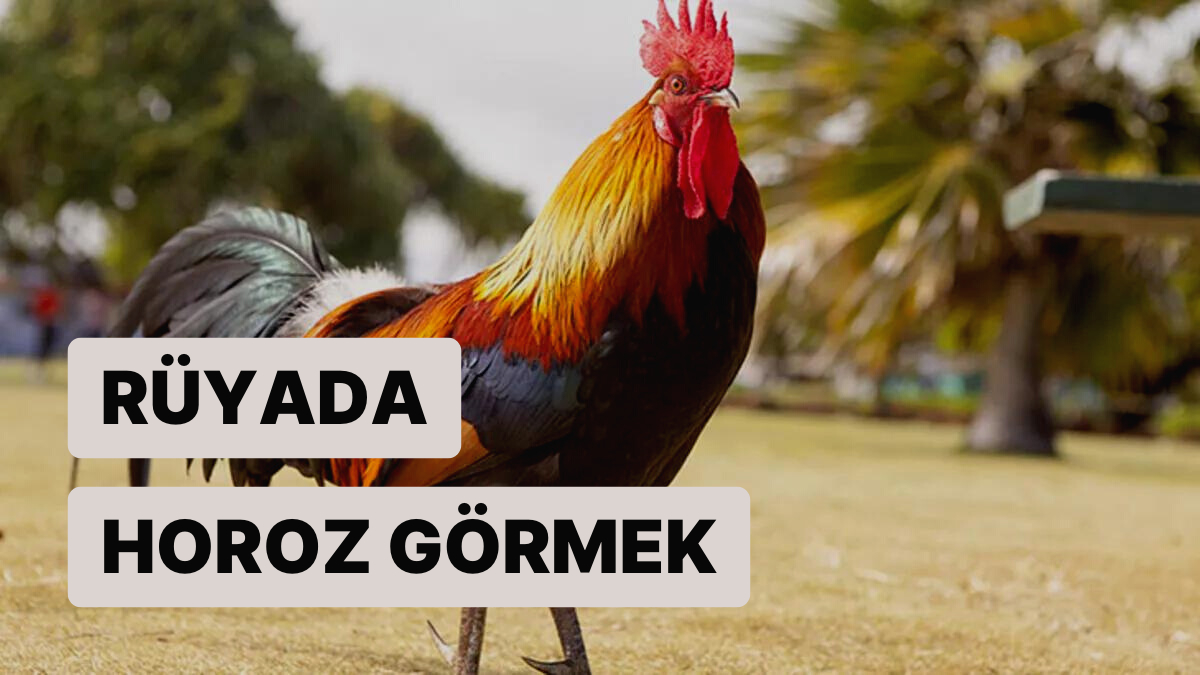 Rüyada Horoz Görmek Erkek Evlat Sahibi Olabilirsiniz!