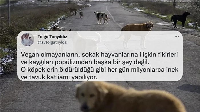 İçimizi Dağlayan Şiddet Görüntülerinin Ardından Sosyal Medyada Sokak Hayvanlarıyla İlgili Tartışma Büyüyor