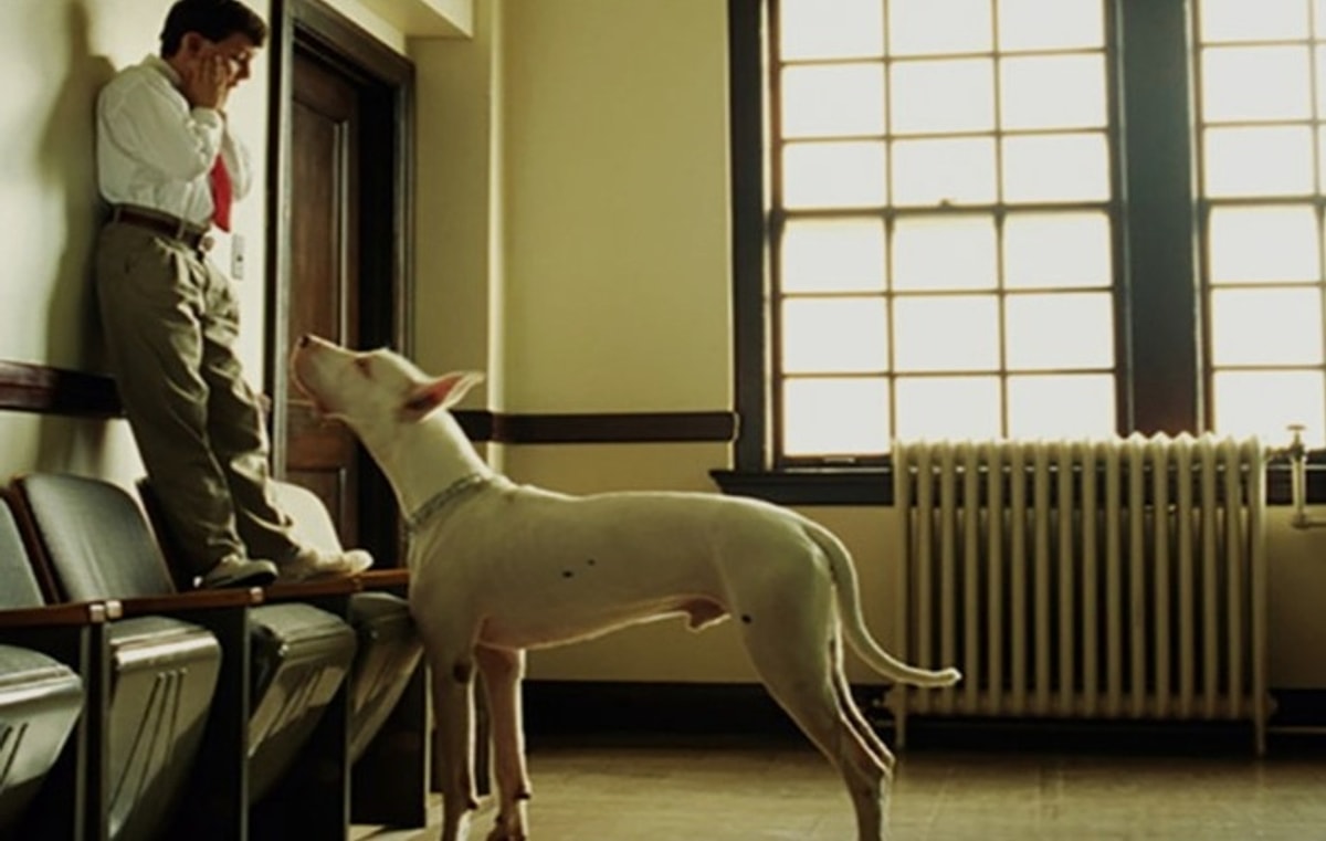 животные боятся людей. ребенок боится собак. бездомный пес. страх животных. животные боятся людей.