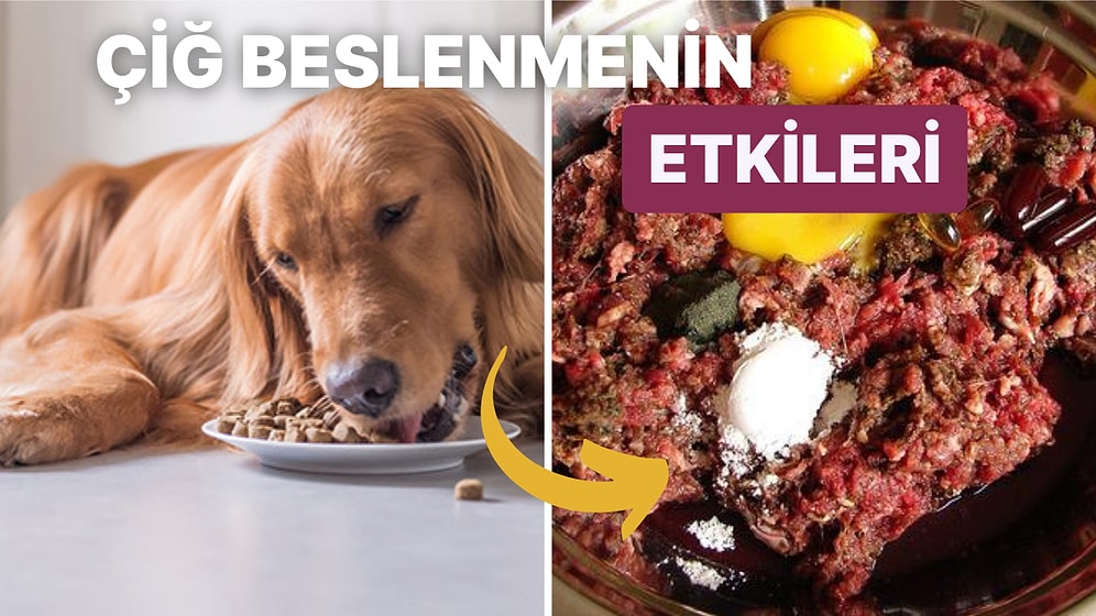 Hazır Mamalar Kötü mü? Çiğ Gıdalarla Beslenen Evcil Hayvanların Daha Sağlıklı Olduğu Ortaya Çıktı