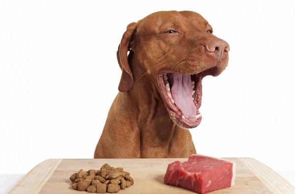 Tüm bunların yanı sıra 2017 yılında Mark Robbins tarafından yapılan bir araştırmayı örnek gösteren Dr. Thompson, 20 köpek az yağlı kuru mamayla, diğer 20 köpek ise daha orta ya da yüksek yağlı çiğ gıdayla beslenmesi sonucunda kuru mamayla beslenen köpeklerde yüksek trigliserit olduğunu belirtti.