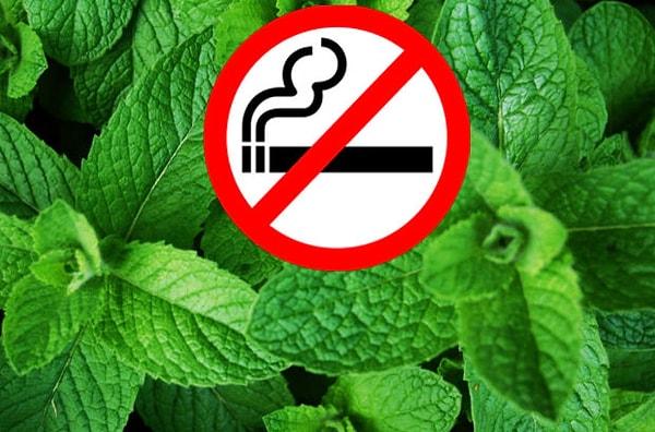 Günümüze geldiğimizde mentollü sigaraların aşırı zararlı olduğu gerçeğinden sonra pek çok devlet bu sigaraların satılmasını yasakladı. AB, 2014'te yasakladıktan sonra nihayet Türkiye de 2020 yılında bu sigaraların satışına yasak koydu.