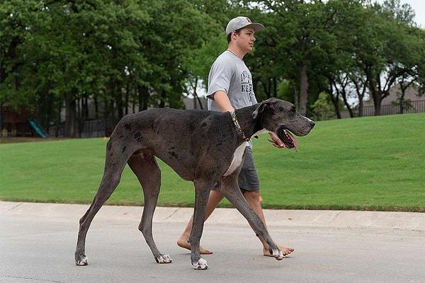 8. Yaşayan en uzun köpek: 1.046 metre ile köpek Zeus