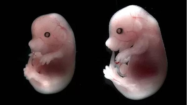 14. Bilim dünyası yapay bir fare embriyosu oluşturdu.