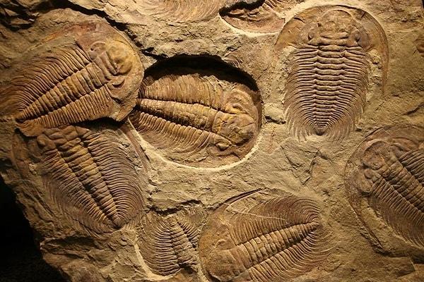 16. Çin'de bulunan 500 milyon yıllık fosiller evrim bilmecesinin cevabını ortaya çıkardı.