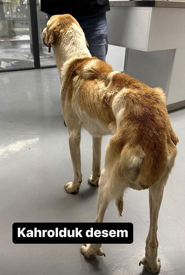 Neyse ki hâlâ iyi insanlar da var! Sosyal medya fenomeni ve blogger Meriç Keskin, kafasına kürekle vurulan hayvanlardan biri olan bu köpeği sahiplenmişti.
