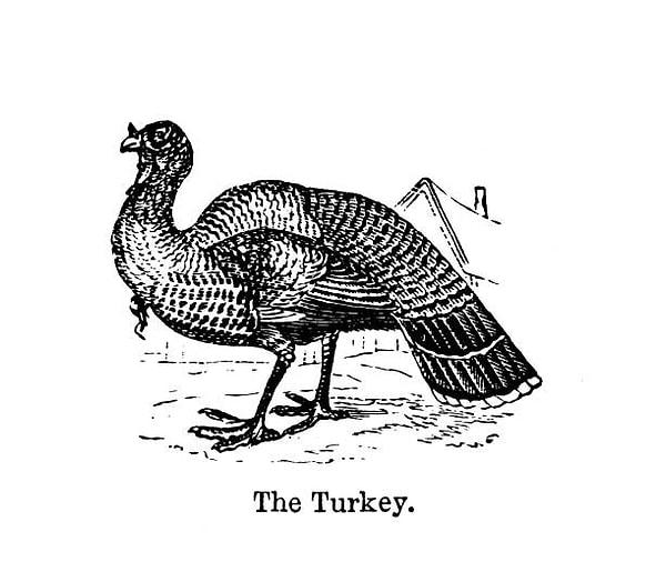Hindinin "turkey" olarak isimlendirilme sebebi arasında ticaret yer almaktadır.