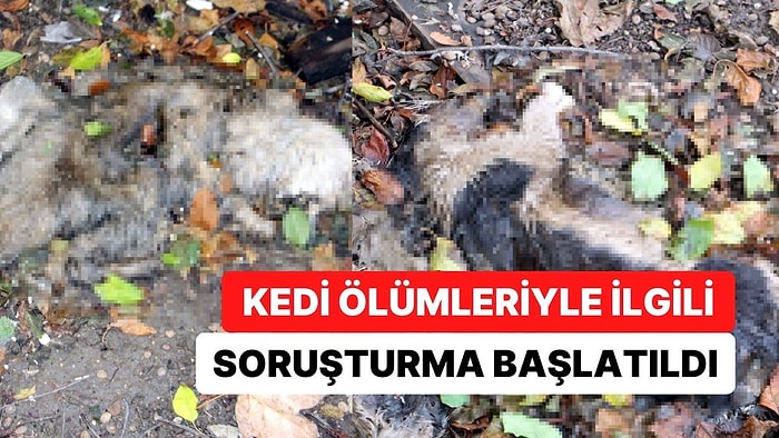 Yıkılmış Evin Bahçesinde 15 Ölü Kedi Bulundu: Bakanlık Soruşturma Başlattı