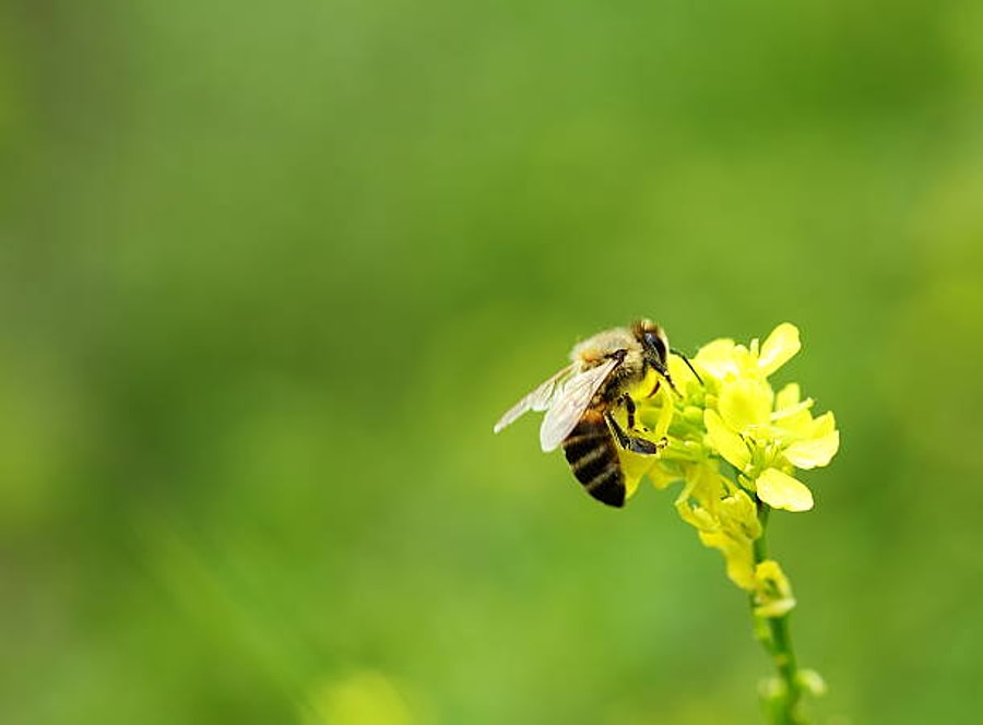 Adı Gibi Masum Olmayan Bir Lezzet Deli Bal Hakkında Daha Önce