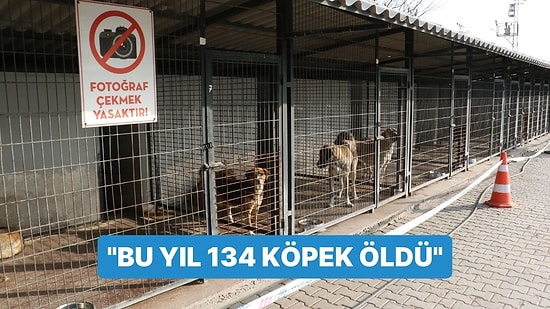 Soruşturma Başlatılan Barınak Hakkında Belediye Başkanı Açıklama Yaptı: "Bu Yıl 134 Köpek Öldü"